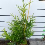 Tuja západná (Thuja occidentalis) ´BRABANT´ - výška 50-60 cm, kont. C2L